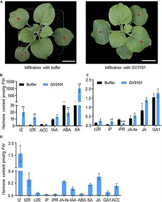 Frontiers | A Tobacco Syringe Agroinfiltration-Based Method For A ...